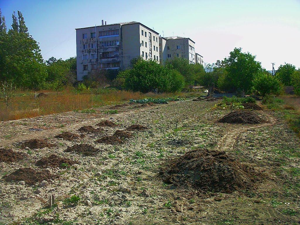 Красний Мак з panoramio.com - Красный Мак