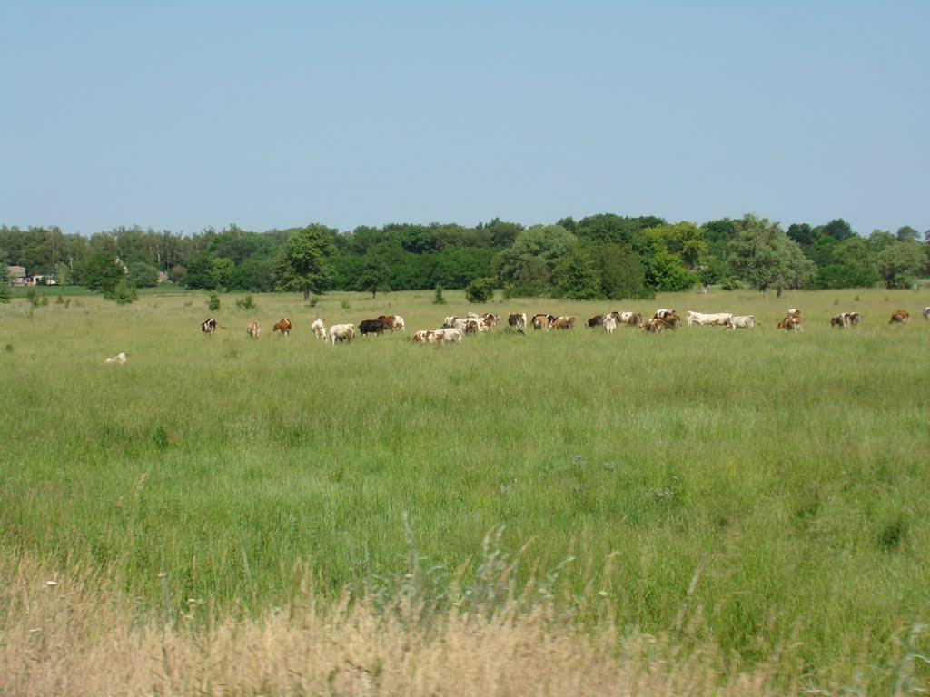 Горошине з panoramio.com - Горошино