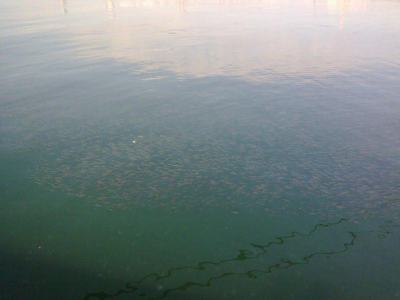 Білярі з panoramio.com - Білярі