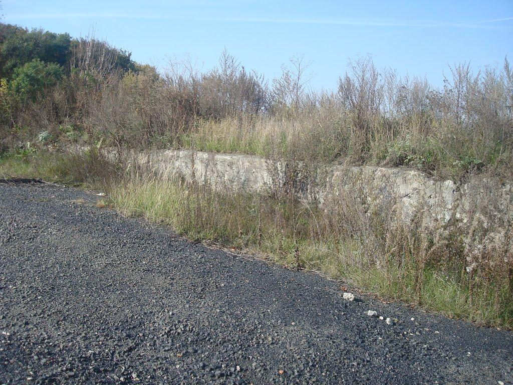 Лісоводи з panoramio.com - Лісоводи