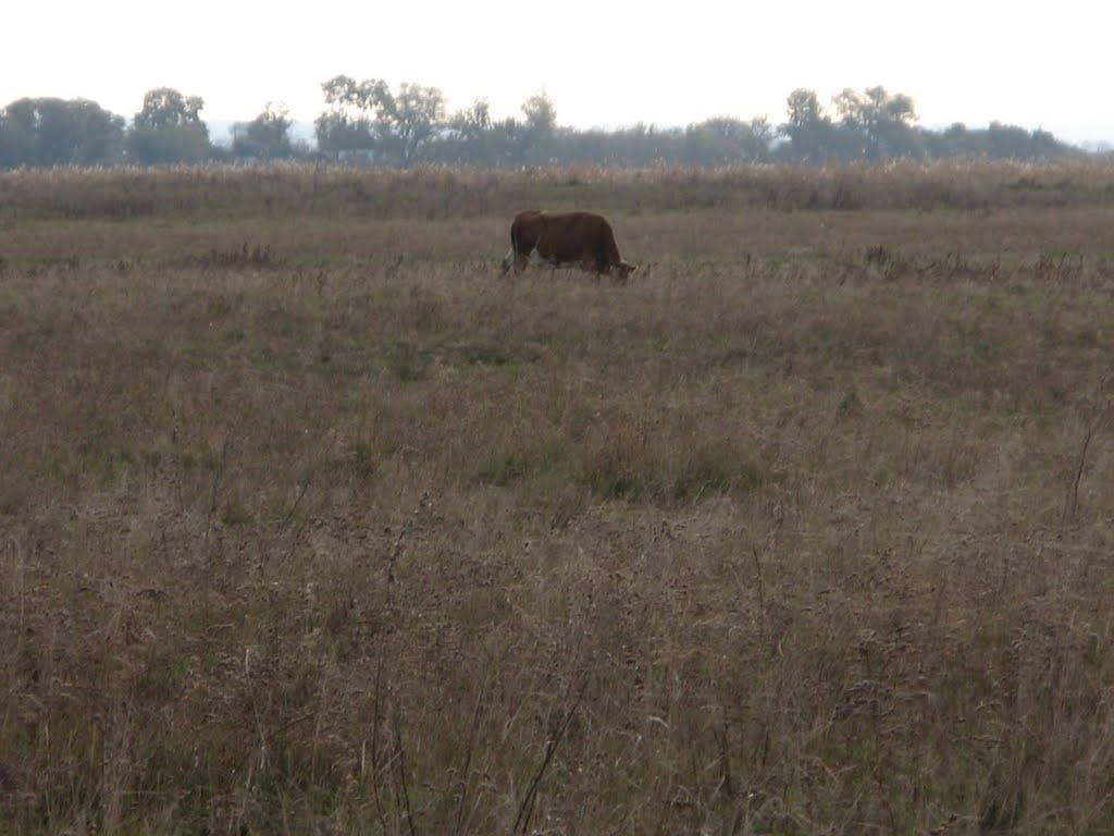 Займанка з panoramio.com - Займанка