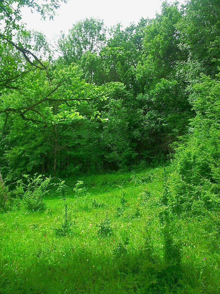 Краснолісся з panoramio.com - Краснолесье