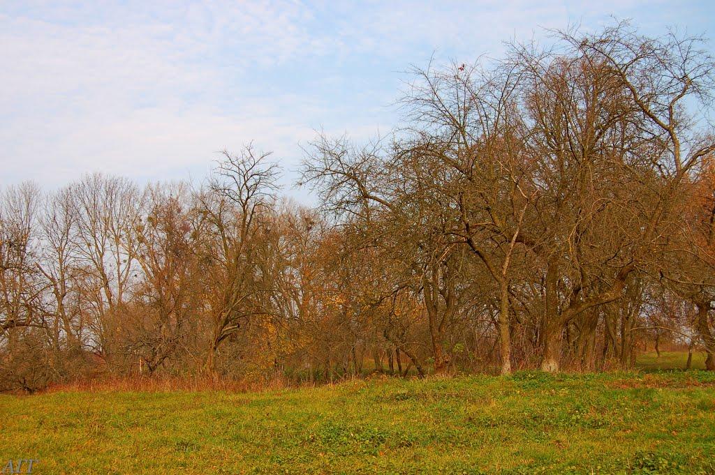 Великі Межирічі з panoramio.com - Великі Межирічі