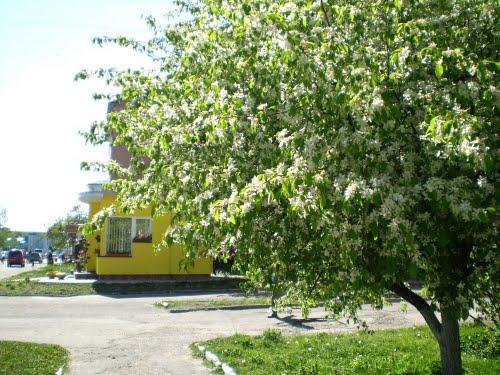 Радивилів з panoramio.com - Радивилов