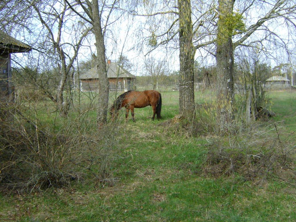 Прохорів з panoramio.com - Прохоров