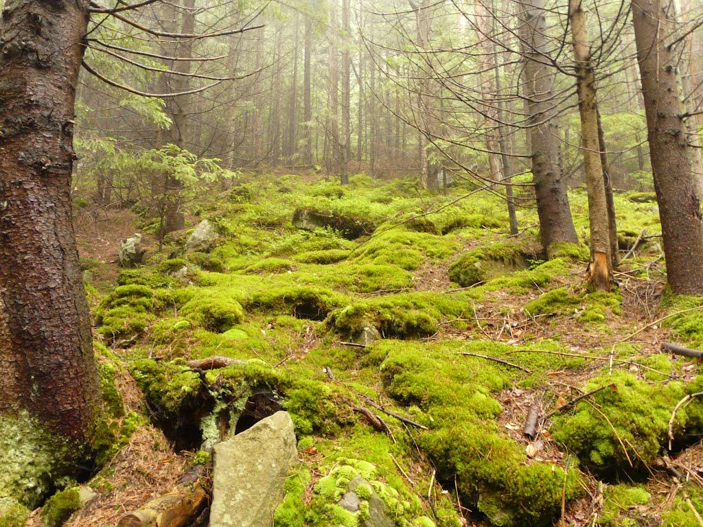Татарів з panoramio.com - Татаров