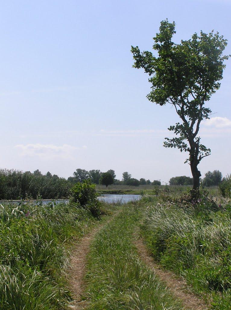 Горошине з panoramio.com - Горошине