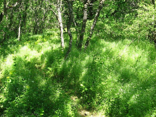 Краснокам'янка з panoramio.com - Краснокаменка