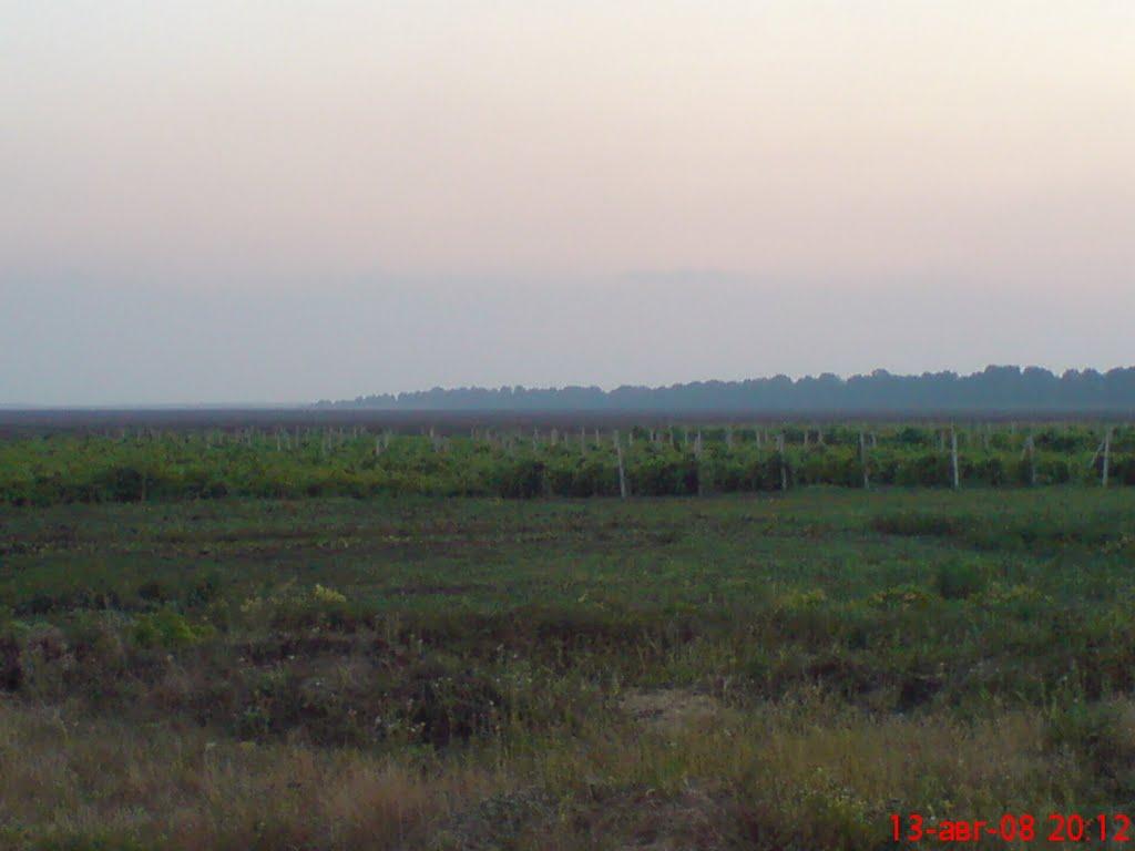 Підгірне з panoramio.com - Підгірне