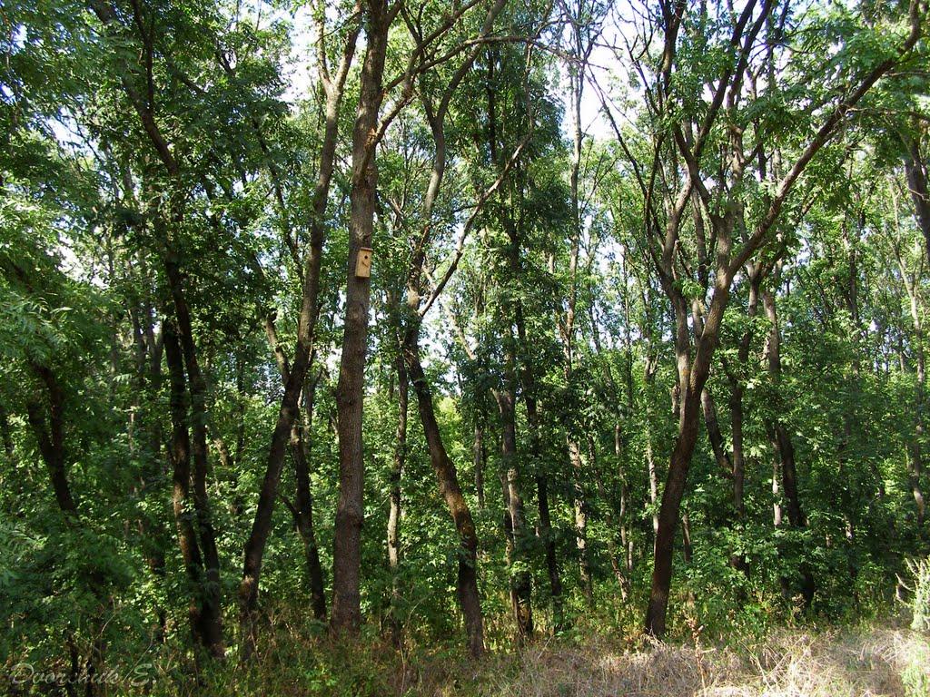 Ганнівка з panoramio.com - Ганнівка