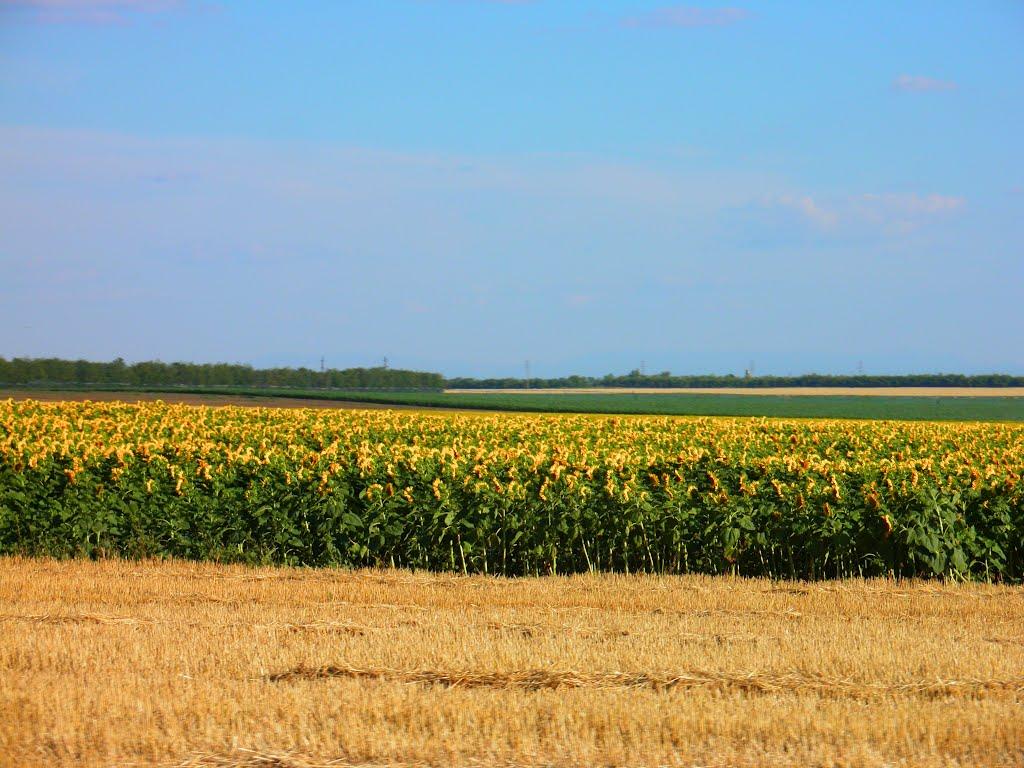 Миролюбівка з panoramio.com - Миролюбівка