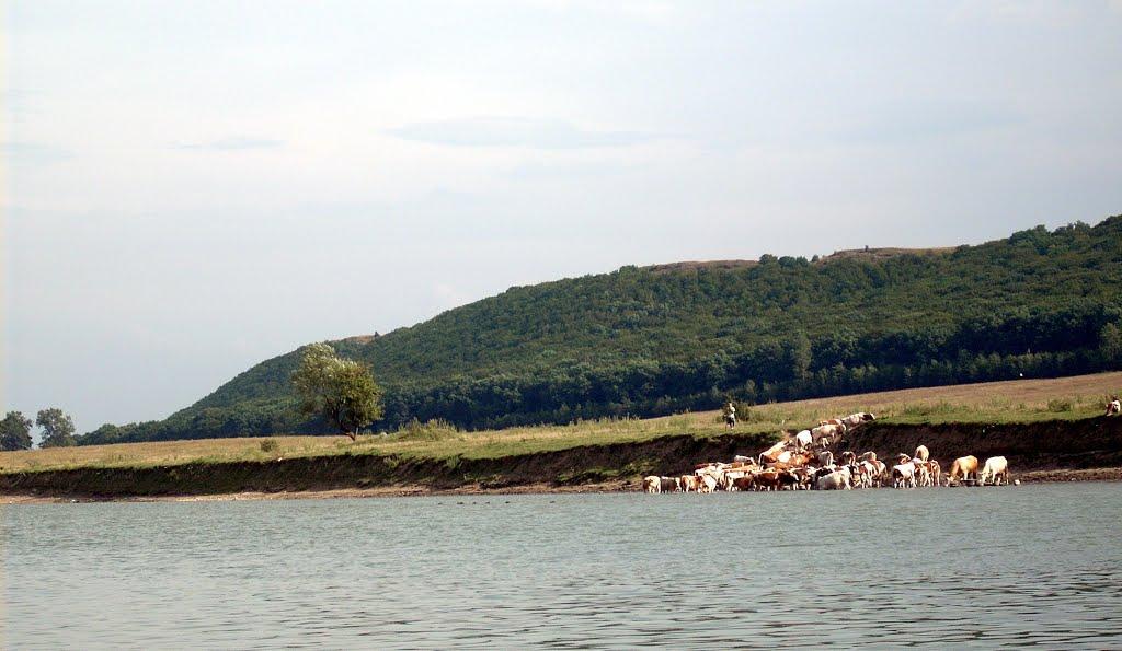 Репужинці з panoramio.com - Репужинцы