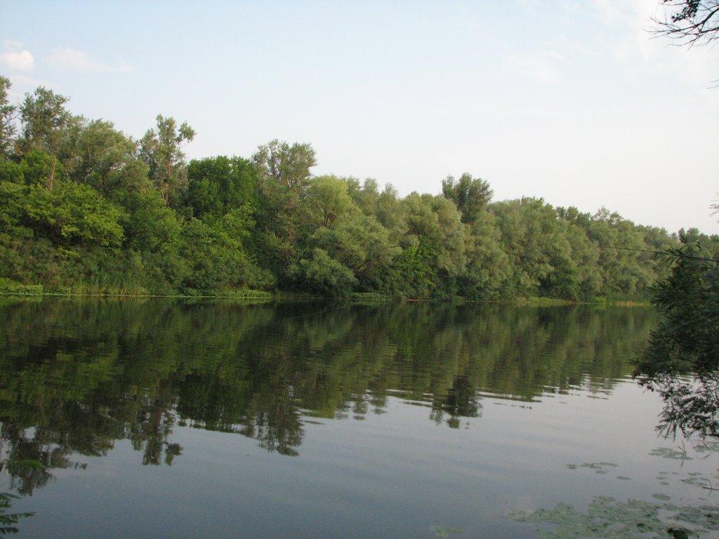 Кияшки з panoramio.com - Кияшки