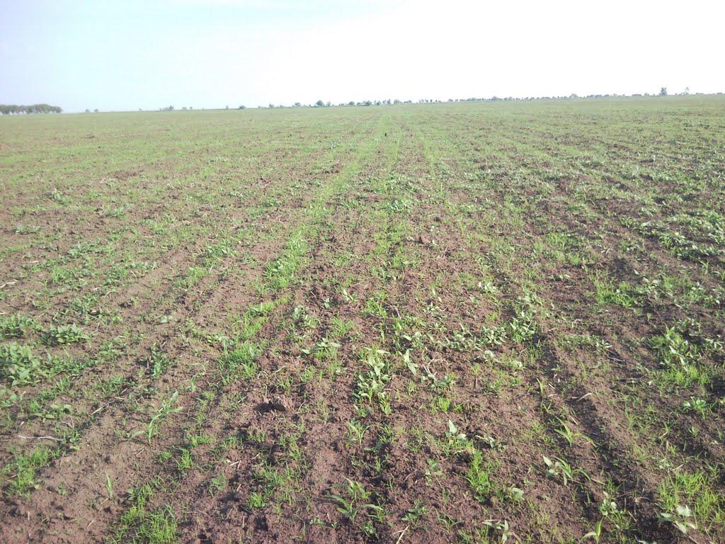 Червоноармійське з panoramio.com - Червоноармійське