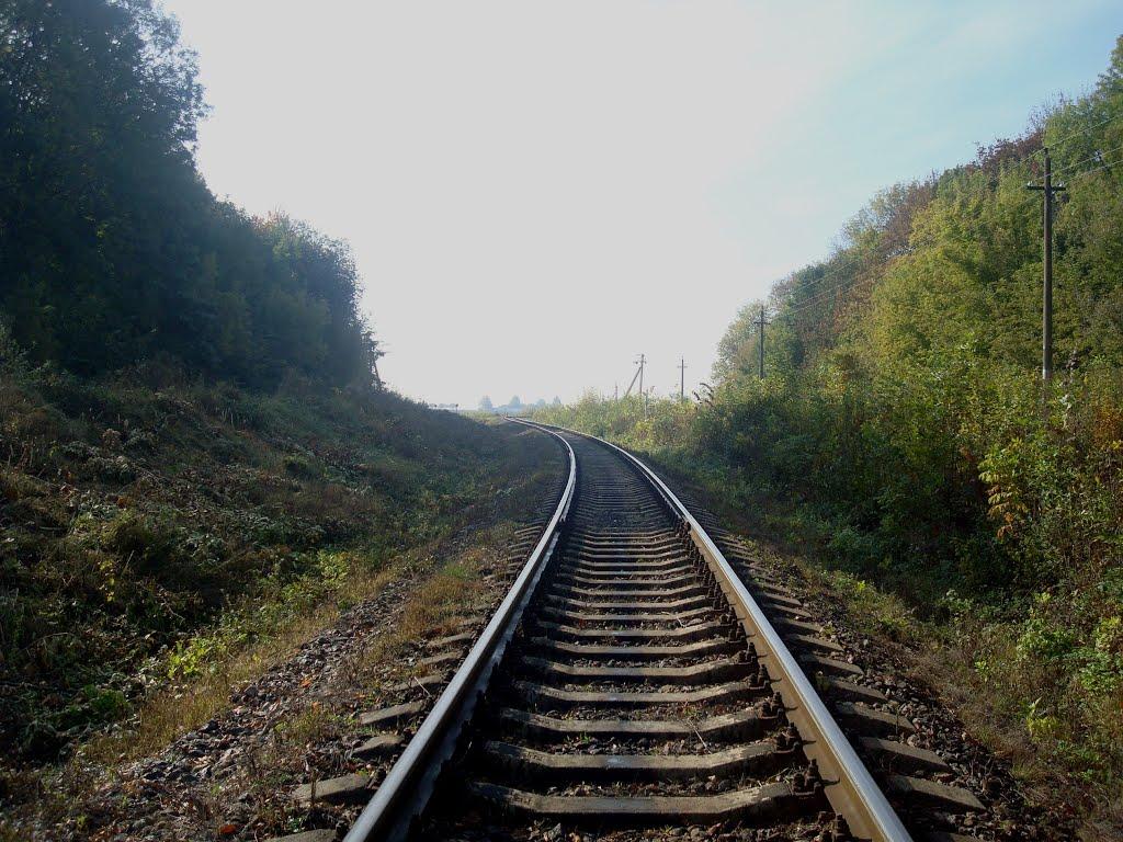 Лісоводи з panoramio.com - Лісоводи