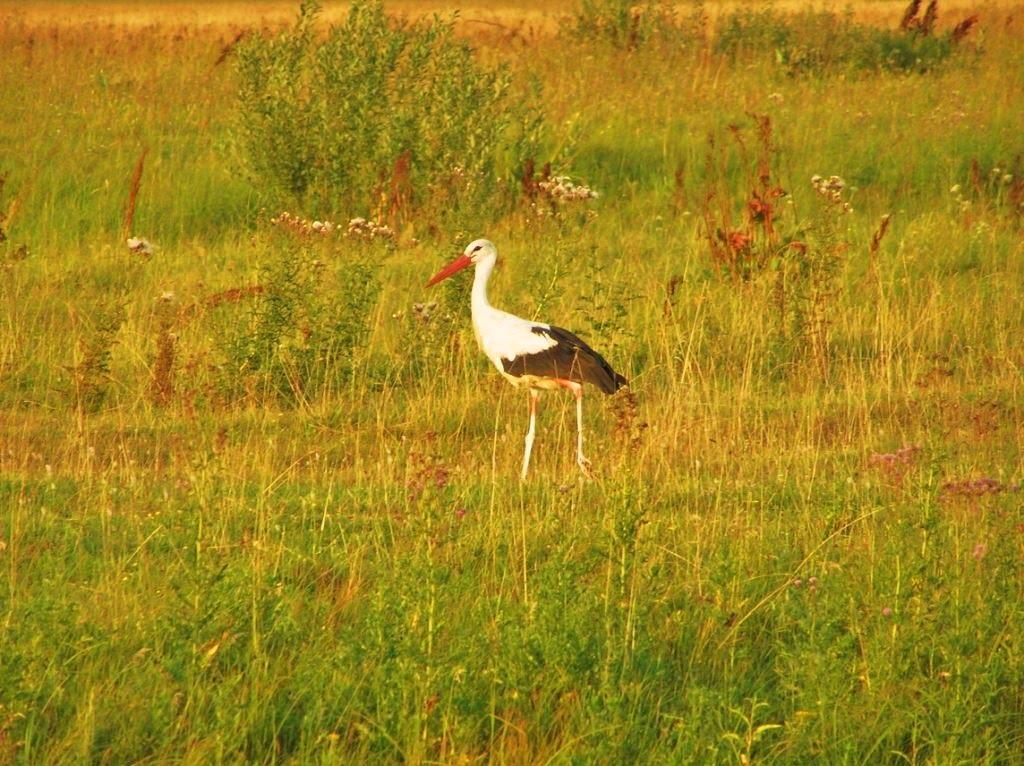 Бурімка з panoramio.com - Бурімка