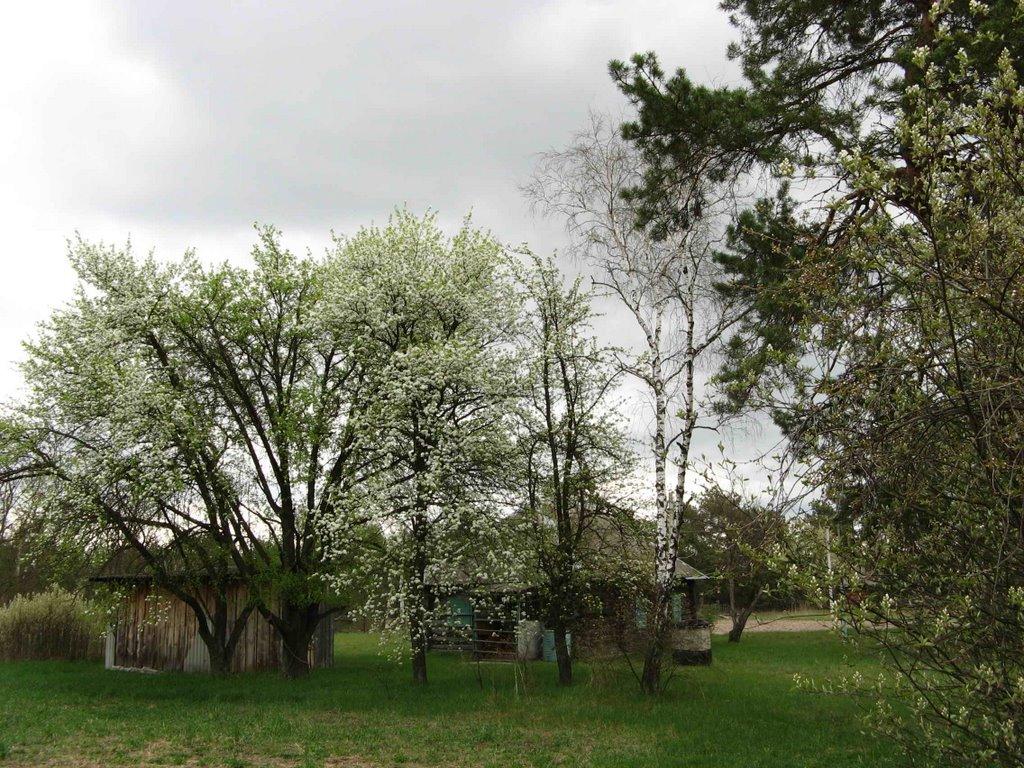 Прохорів з panoramio.com - Прохоров