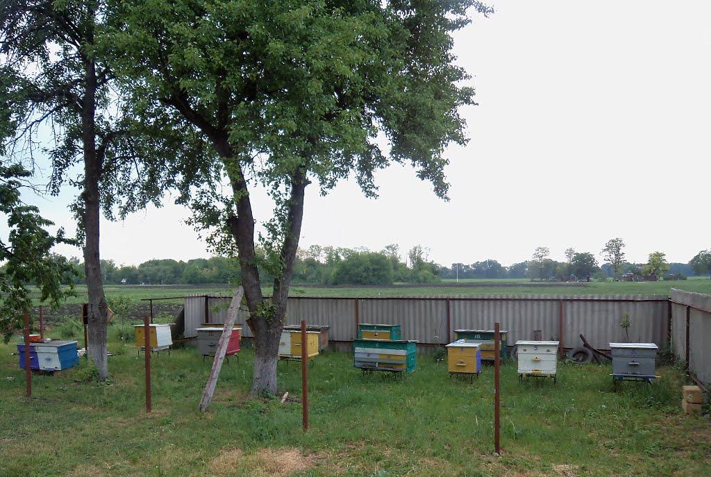 Оленівка з panoramio.com - Оленівка