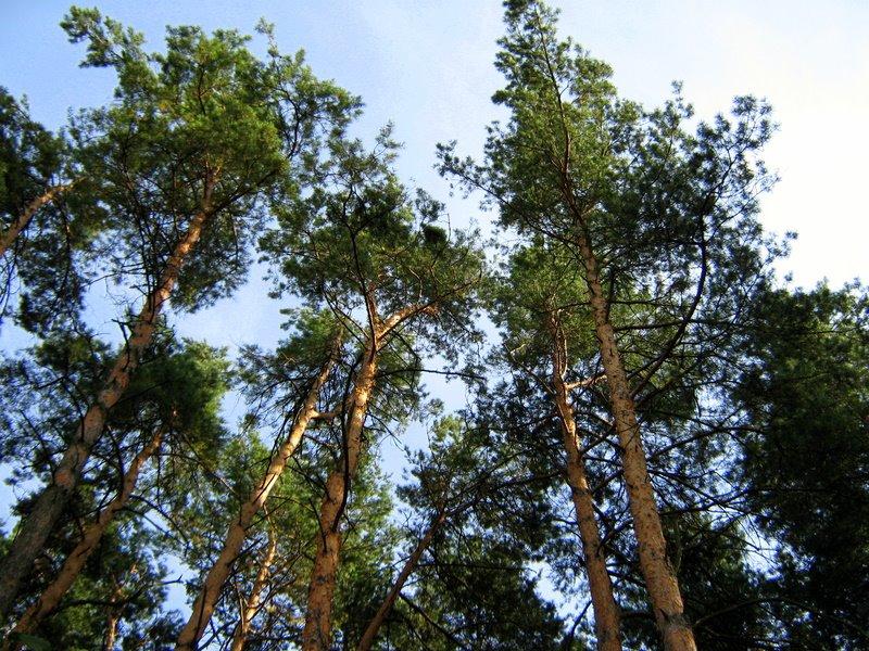 Тальки з panoramio.com - Тальки