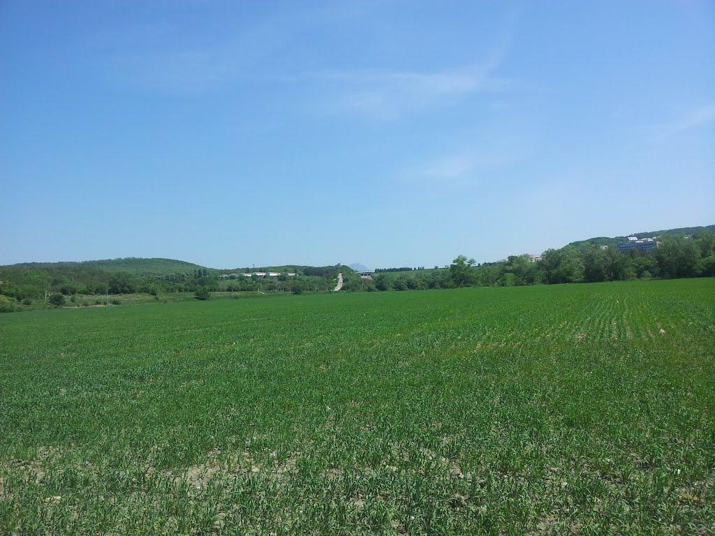 Каштанове з panoramio.com - Каштанове