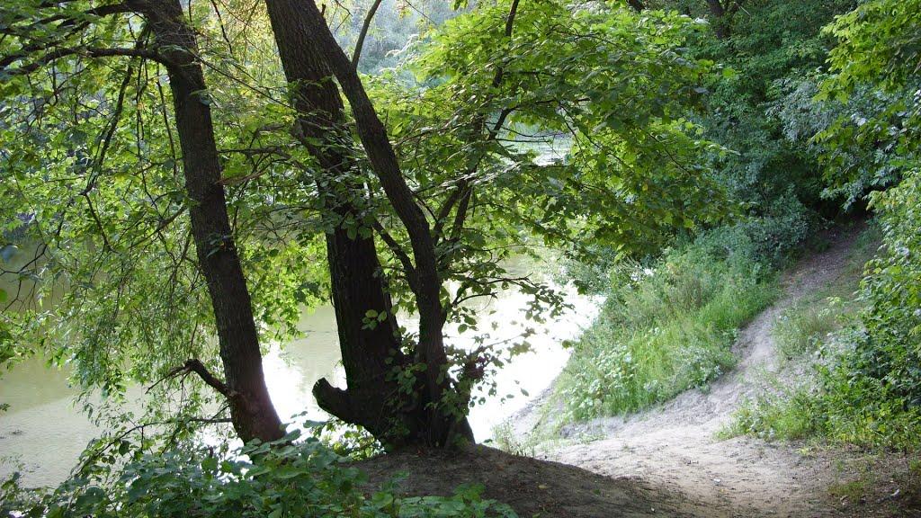 Приліпка з panoramio.com - Прилипка