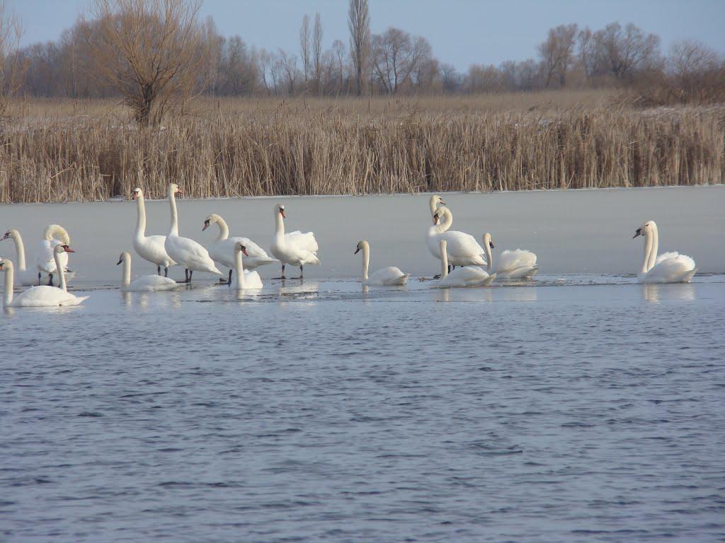 Горошине з panoramio.com - Goroshyne