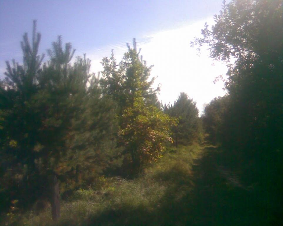 Сухоліси з panoramio.com - Сухолесы