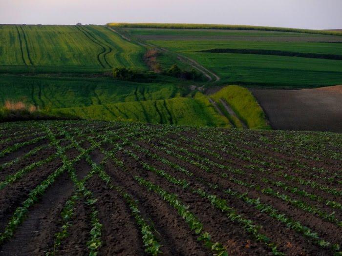 Стаївка з panoramio.com - Стаївка