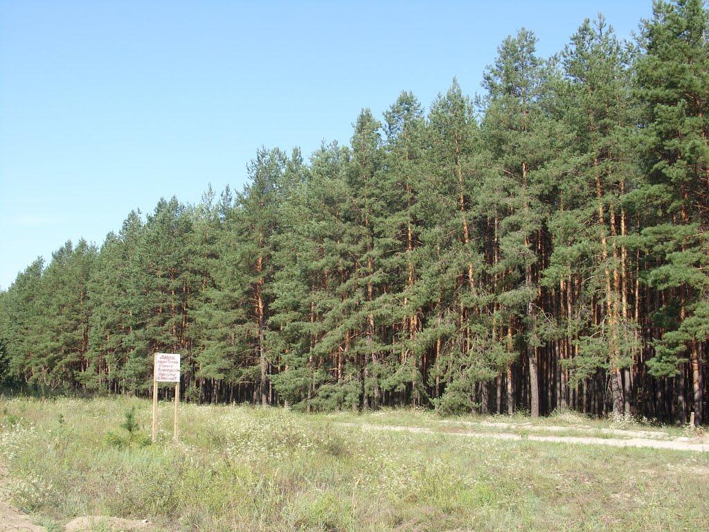 Донецьке з panoramio.com - Донецкое