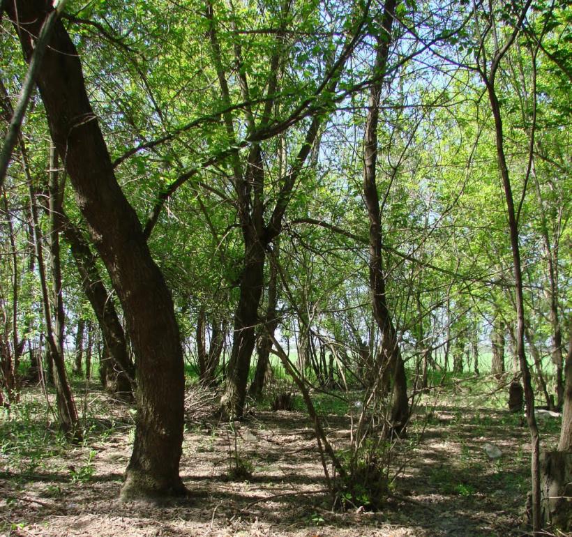 Іллічівка з panoramio.com - Ильичовка