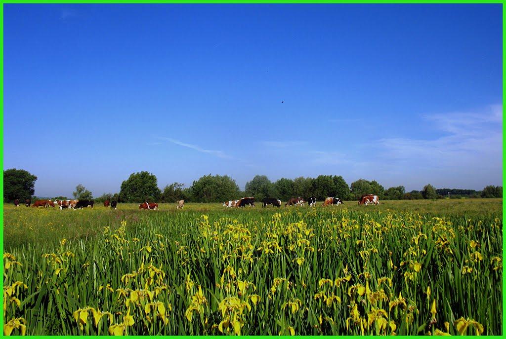 Букачівці з panoramio.com - Букачівці