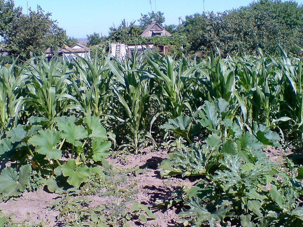 Велика Лепетиха з panoramio.com - Велика Лепетиха