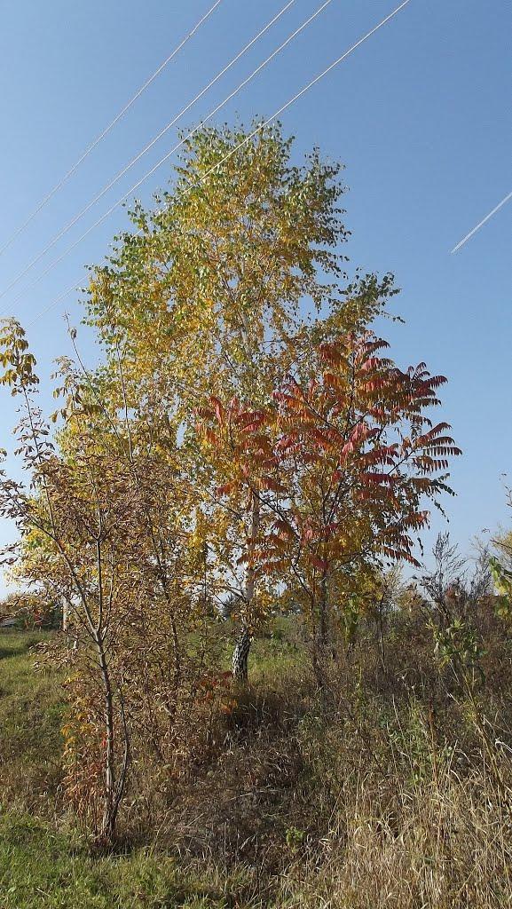 Лаврів з panoramio.com - Лавров