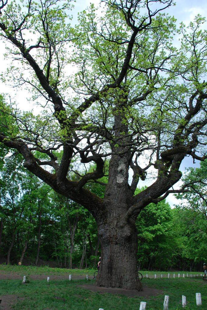 Диканька з panoramio.com - Dikanka