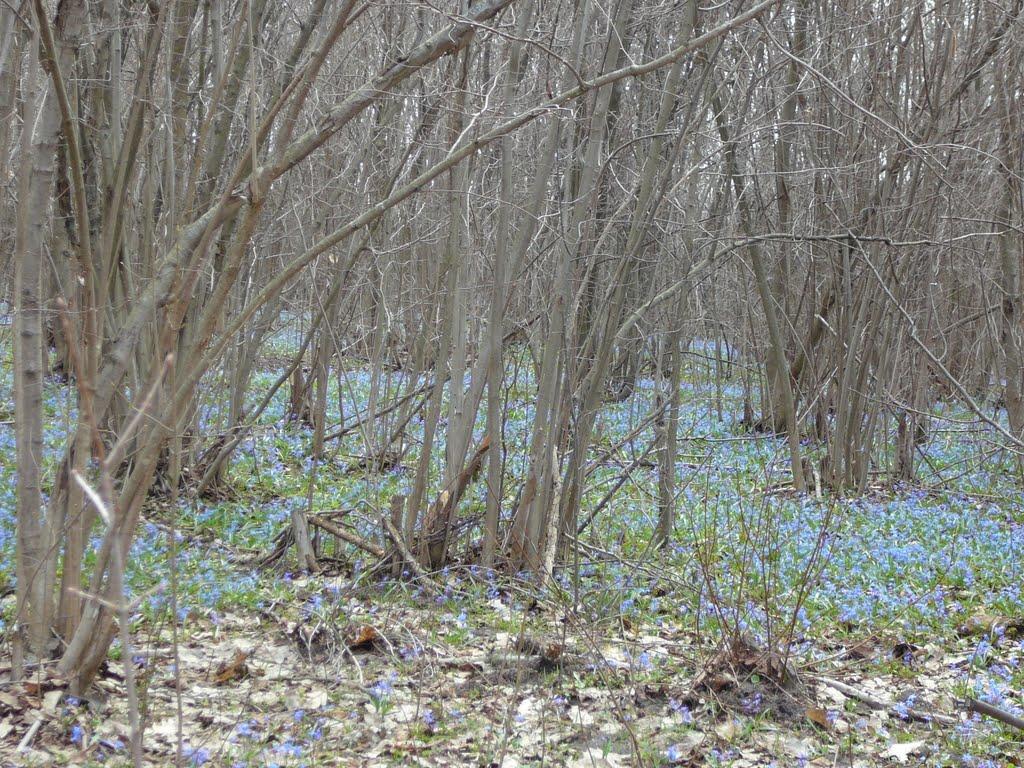 Люджа з panoramio.com - Люджа