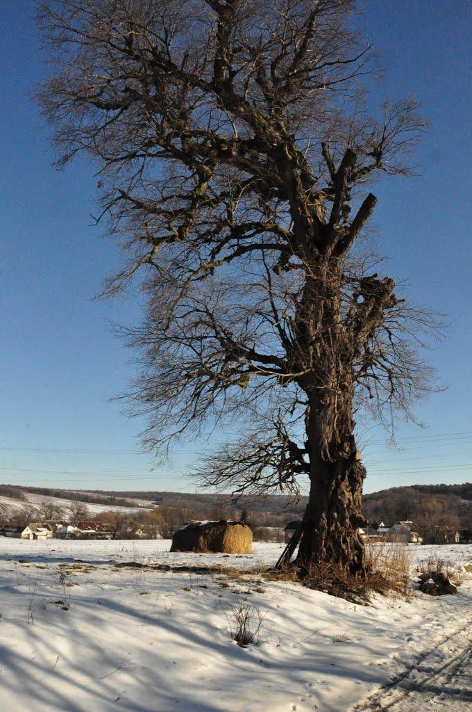 Бродки з panoramio.com - Бродки