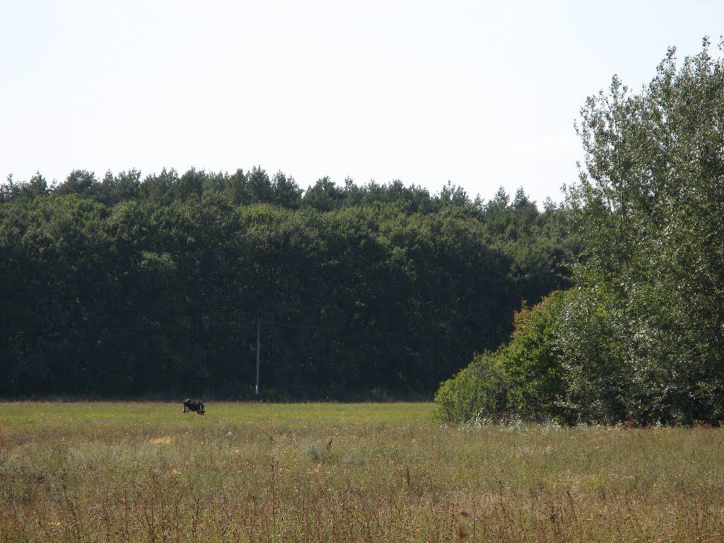 Зарічне з panoramio.com - Zarichna