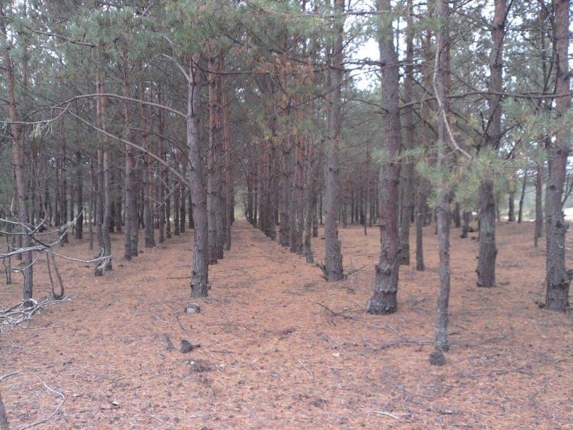 Жиричі з panoramio.com - Жиричі