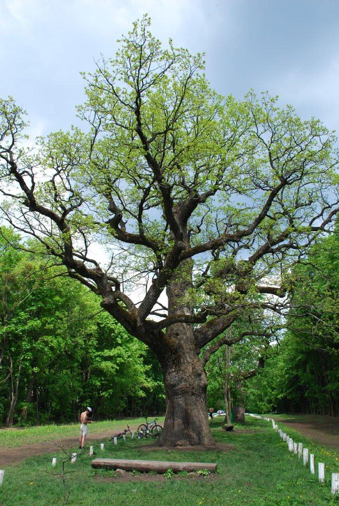 Диканька з panoramio.com - Dikanka