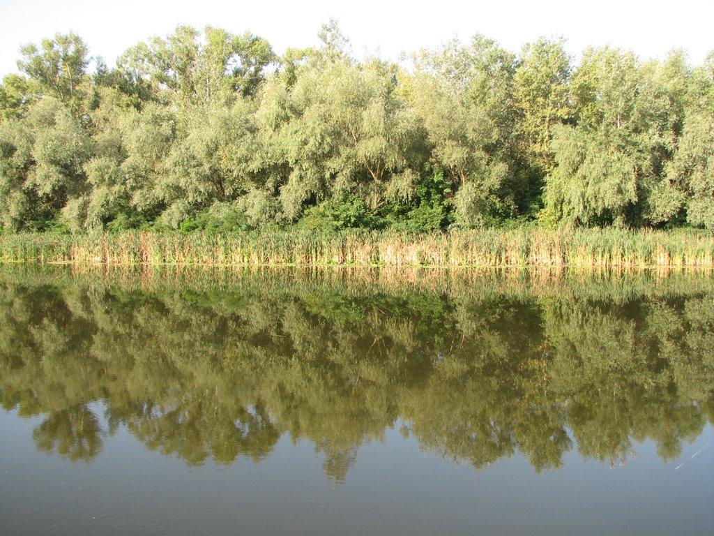 Кияшки з panoramio.com - Кияшки