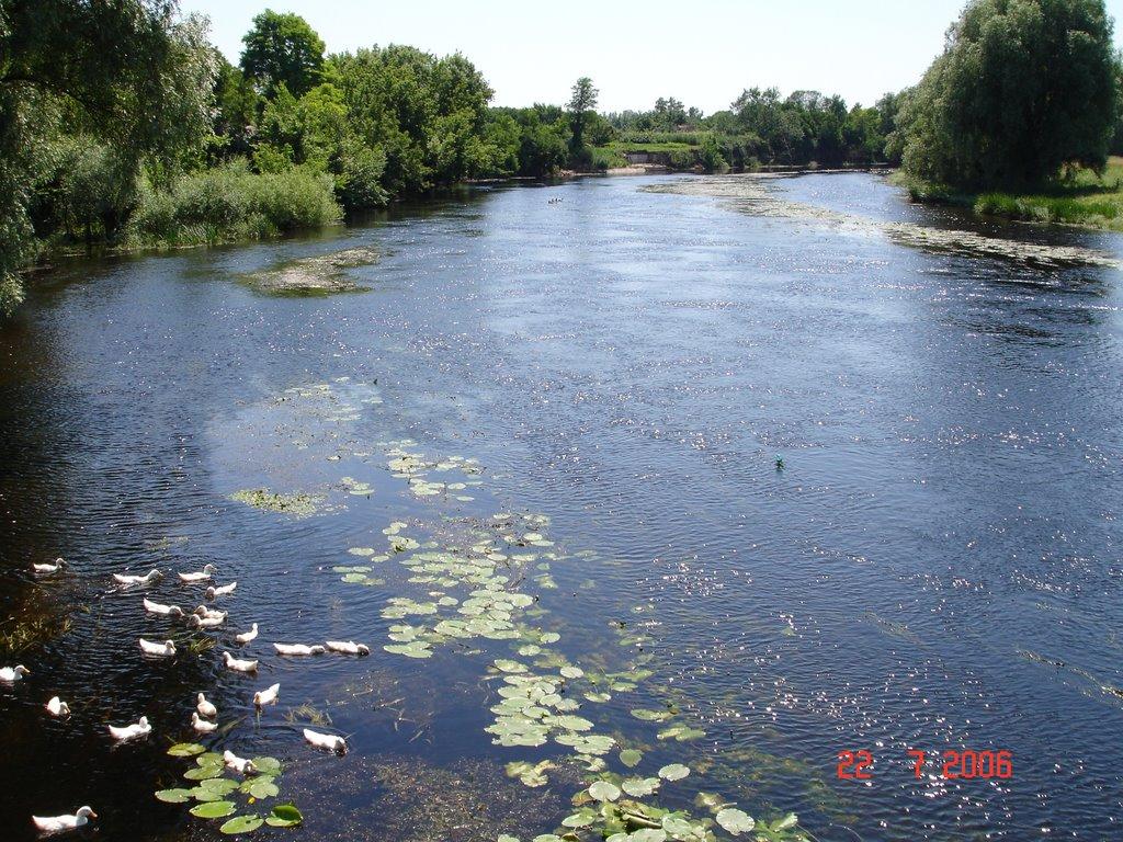 Горошине з panoramio.com - Горошине