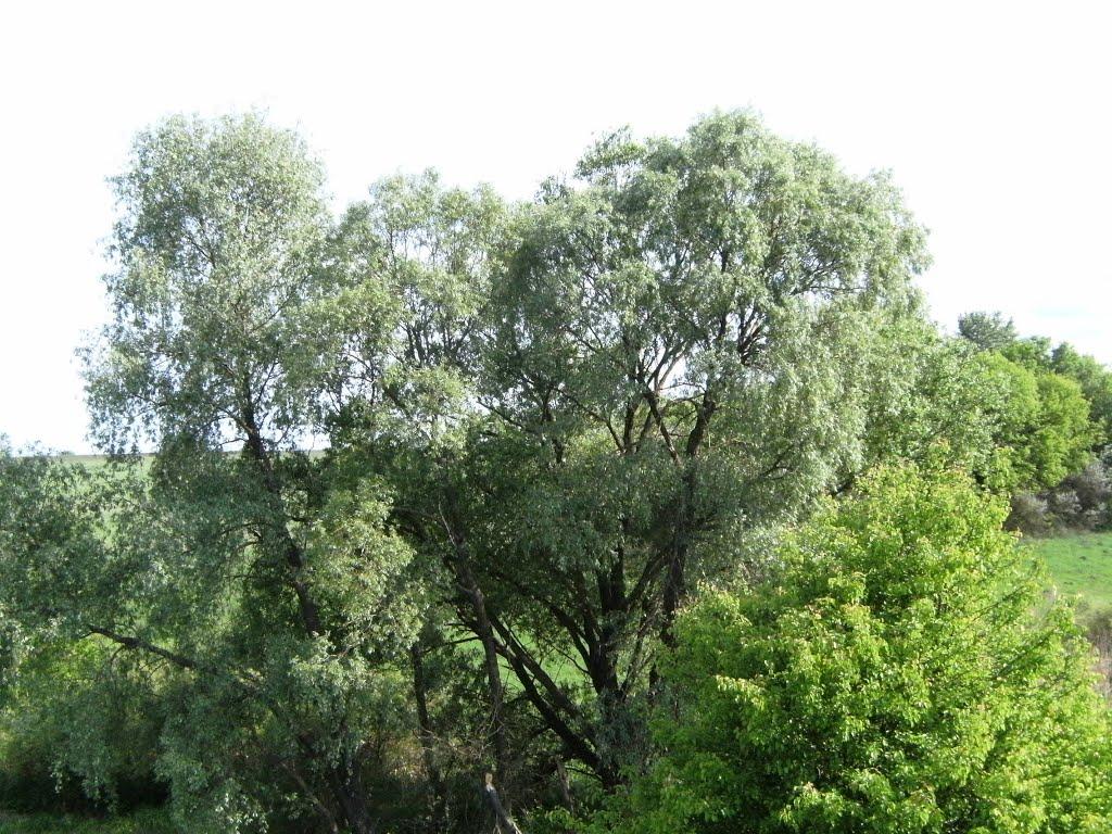 Стрілеча з panoramio.com - Strilecha