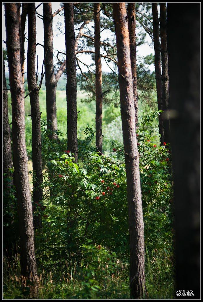 Мала Любаша з panoramio.com - Мала Любаша