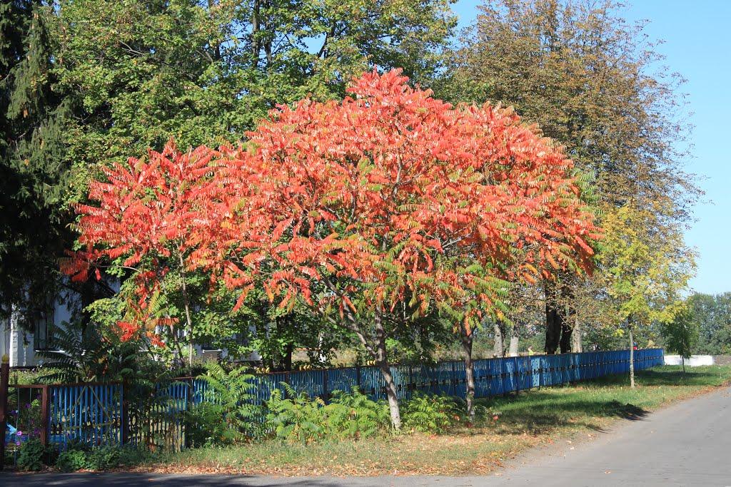 Корсунка з panoramio.com - Корсунка