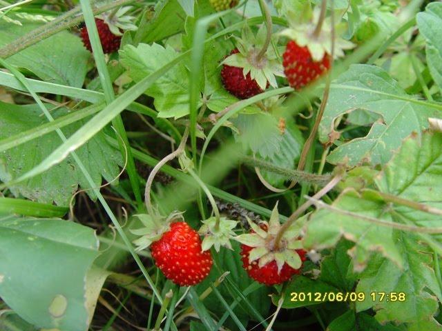 Мойка з panoramio.com - Мойка