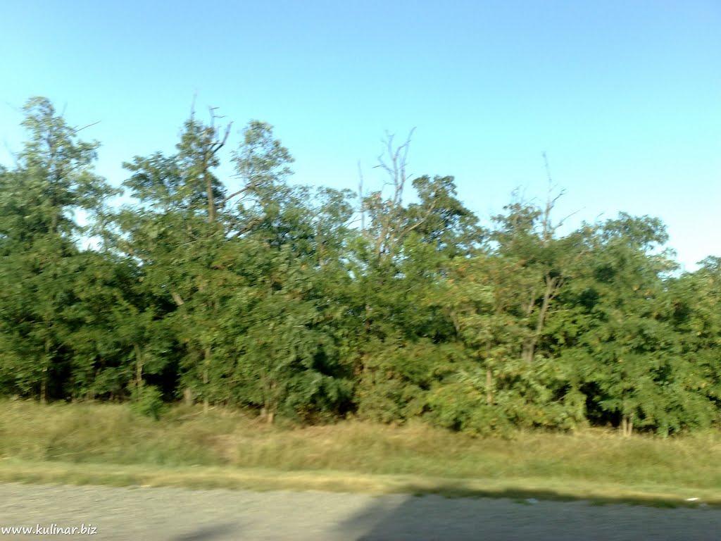 Семенівка з panoramio.com - Семенівка