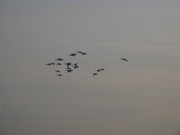 Дарівка з panoramio.com - Дарівка