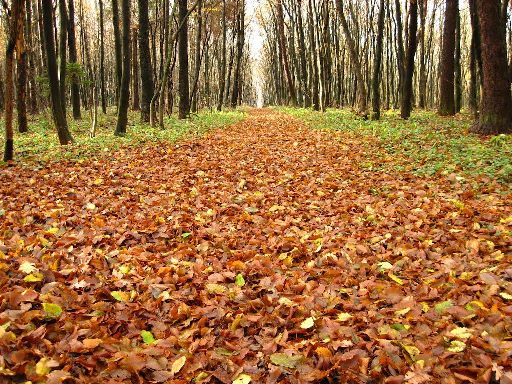 Саджівка з panoramio.com - Саджовка