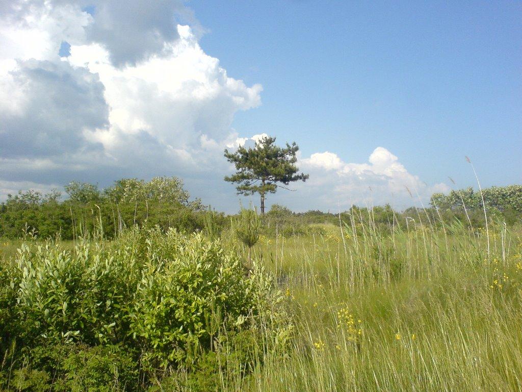 Галицинове з panoramio.com - Галициново