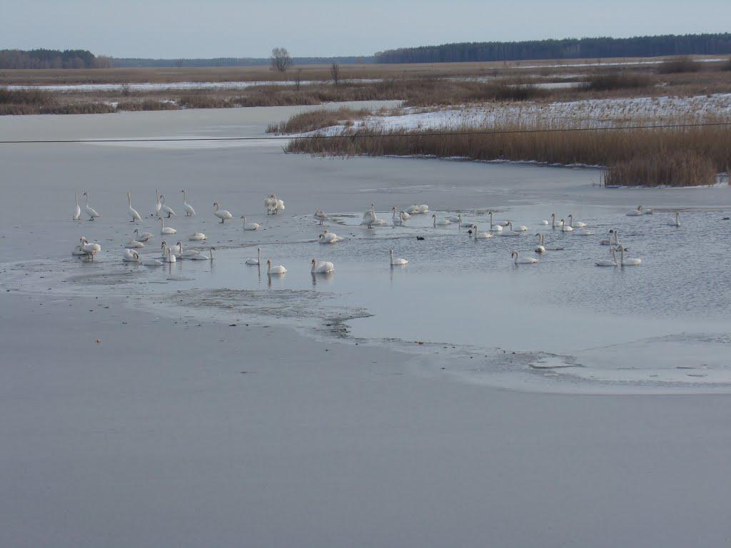 Горошине з panoramio.com - Goroshyne